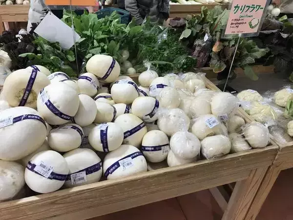 「【京都発酵体験レポート】京野菜や老舗麹など京都食材で冬の味覚『かぶら寿司』を作ってみました☆」の画像