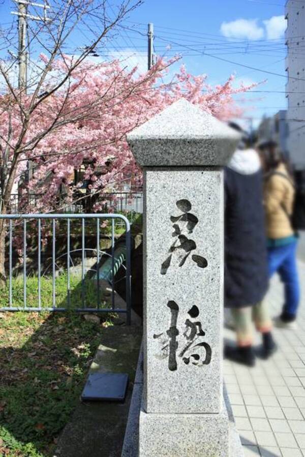 見頃 伝説の橋を見事に彩る 一条戻橋の桜 京都花めぐり 年3月5日 エキサイトニュース