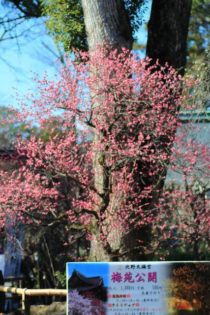 北野天満宮 梅苑が公開 早咲きの梅が見頃です 京都花めぐり 年2月9日 エキサイトニュース