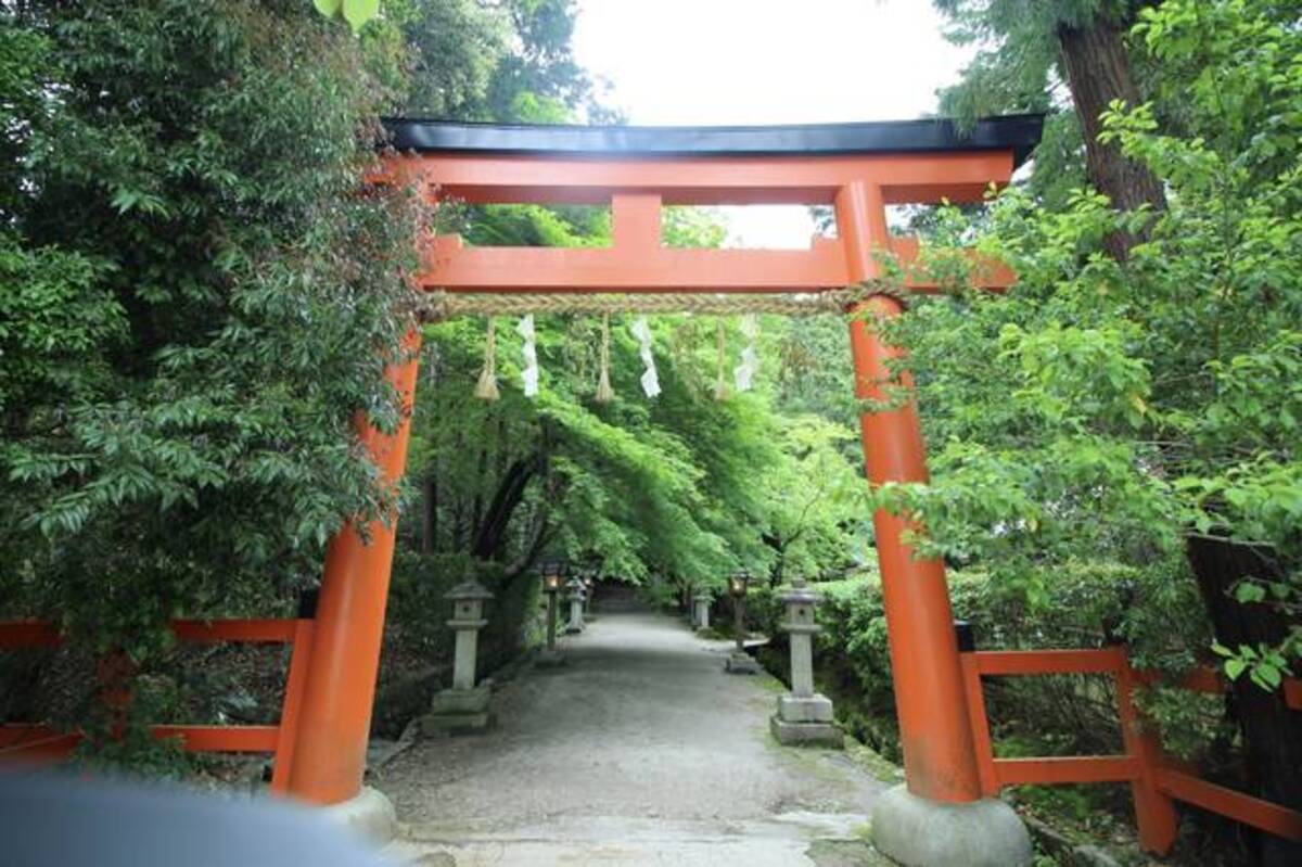 京都花めぐり 上賀茂神社摂社 大田神社の 天然記念物 カキツバタ 19年4月30日 エキサイトニュース