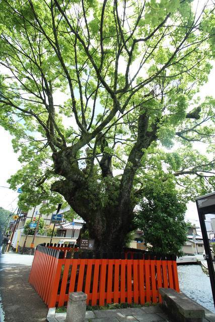 京都花めぐり 上賀茂神社摂社 大田神社の 天然記念物 カキツバタ 19年4月30日 エキサイトニュース