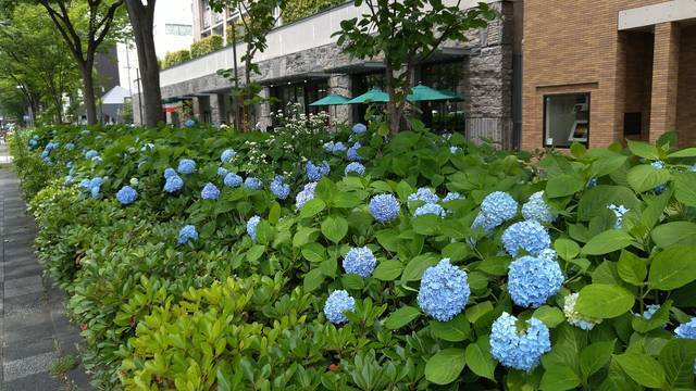 京都花めぐり 見頃間近です 御池通のアジサイ 御池通 年6月10日 エキサイトニュース