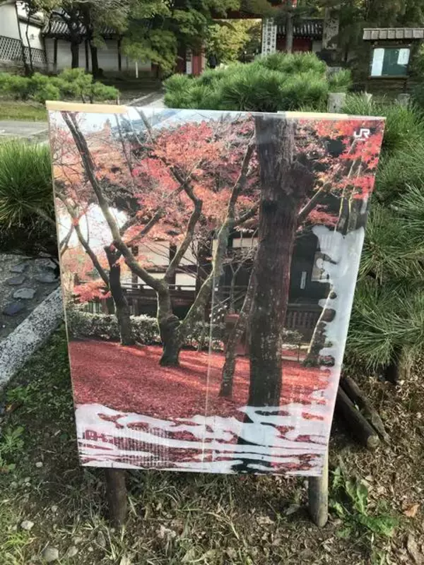 「【2019京都紅葉最新】JR東海『そうだ京都、行こう。』ＣＭで注目スポット！夕暮れが狙い目☆「真如堂」」の画像