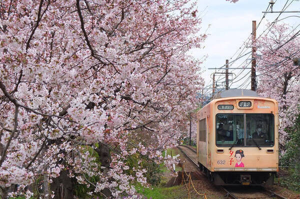 京都には桜と一緒に撮りたい景色がある 写真を撮りたい桜スポット まとめ 年3月27日 エキサイトニュース