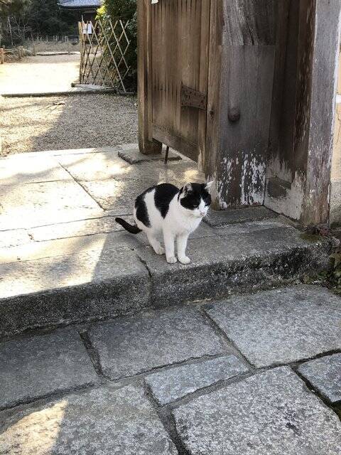 【秘境】仏像マニア＆ネコ好き必訪！京都最南端の人里離れた穴場寺院「浄瑠璃寺」