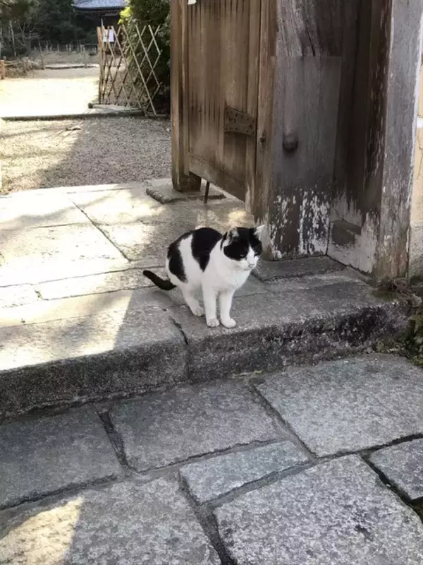 「【秘境】仏像マニア＆ネコ好き必訪！京都最南端の人里離れた穴場寺院「浄瑠璃寺」」の画像