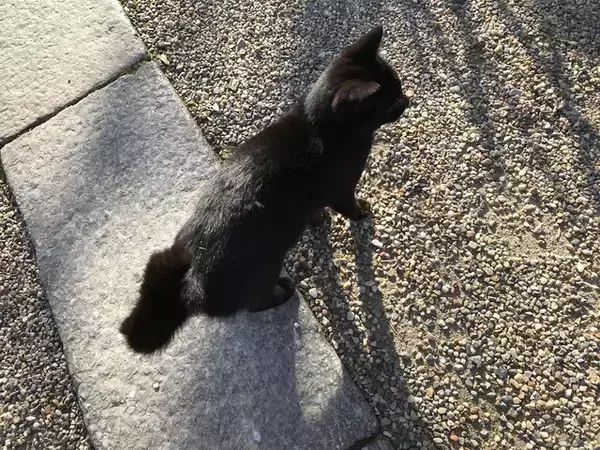 「【秘境】仏像マニア＆ネコ好き必訪！京都最南端の人里離れた穴場寺院「浄瑠璃寺」」の画像