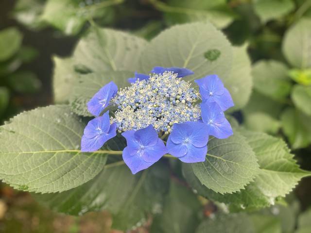 【京都観光】初夏の京都、色とりどりの紫陽花を見に行こう『三室戸寺』