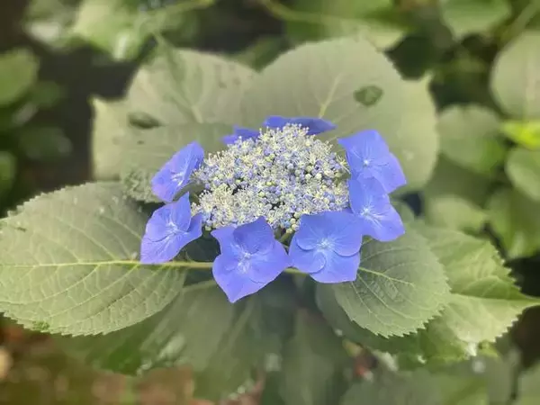 「【京都観光】初夏の京都、色とりどりの紫陽花を見に行こう『三室戸寺』」の画像