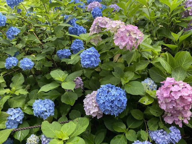 【京都観光】初夏の京都、色とりどりの紫陽花を見に行こう『三室戸寺』