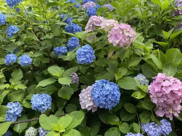 「【京都観光】初夏の京都、色とりどりの紫陽花を見に行こう『三室戸寺』」の画像