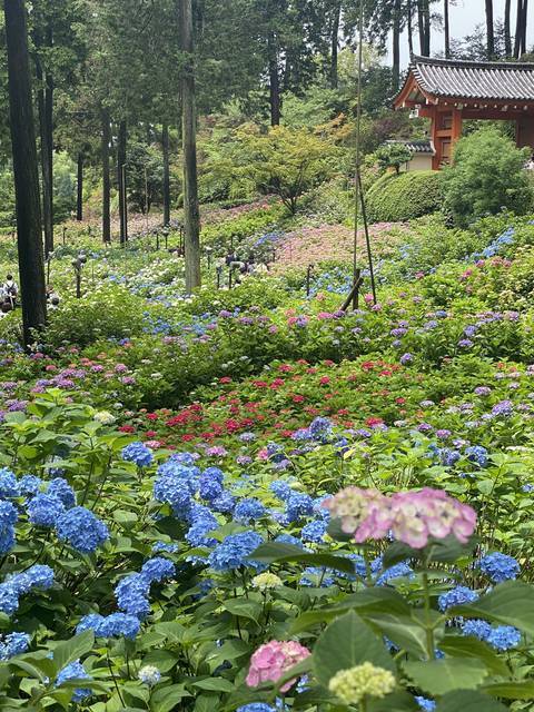 【京都観光】初夏の京都、色とりどりの紫陽花を見に行こう『三室戸寺』