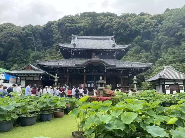 「【京都観光】初夏の京都、色とりどりの紫陽花を見に行こう『三室戸寺』」の画像
