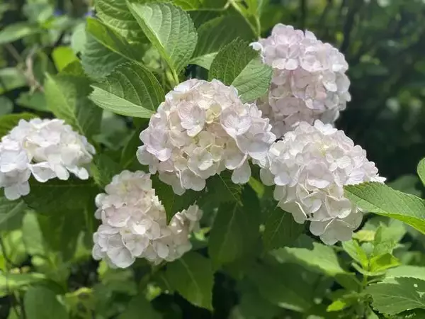 「【京都観光】初夏の京都、色とりどりの紫陽花を見に行こう『三室戸寺』」の画像