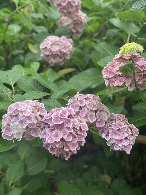 【京都観光】初夏の京都、色とりどりの紫陽花を見に行こう『三室戸寺』