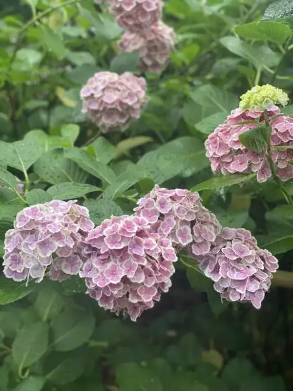「【京都観光】初夏の京都、色とりどりの紫陽花を見に行こう『三室戸寺』」の画像