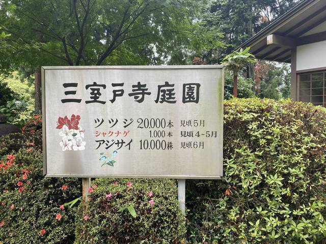 【京都観光】初夏の京都、色とりどりの紫陽花を見に行こう『三室戸寺』