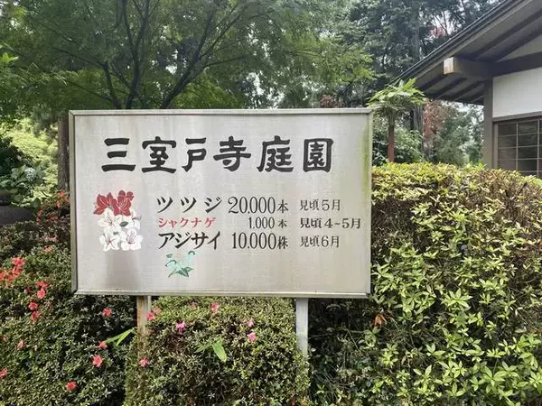 「【京都観光】初夏の京都、色とりどりの紫陽花を見に行こう『三室戸寺』」の画像