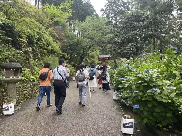 「【京都観光】初夏の京都、色とりどりの紫陽花を見に行こう『三室戸寺』」の画像