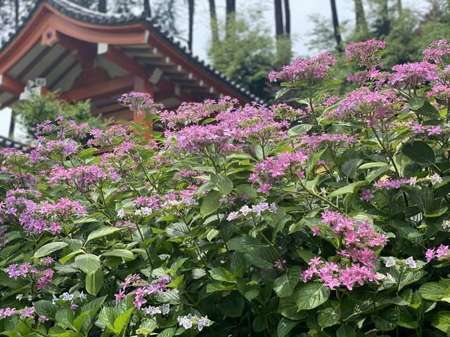【京都観光】初夏の京都、色とりどりの紫陽花を見に行こう『三室戸寺』