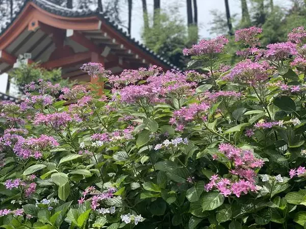 「【京都観光】初夏の京都、色とりどりの紫陽花を見に行こう『三室戸寺』」の画像