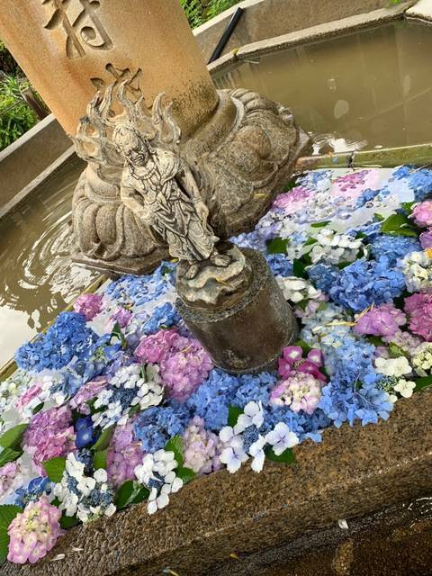 【京都観光】初夏の京都、色とりどりの紫陽花を見に行こう『三室戸寺』