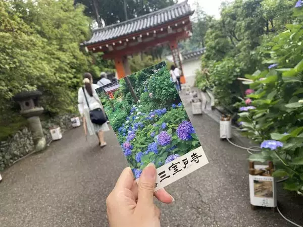 「【京都観光】初夏の京都、色とりどりの紫陽花を見に行こう『三室戸寺』」の画像