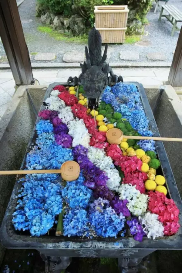 「【あじさいウイーク】約5000株の紫陽花と花手水が楽しめる「柳谷観音楊谷寺」【京都花めぐり】」の画像