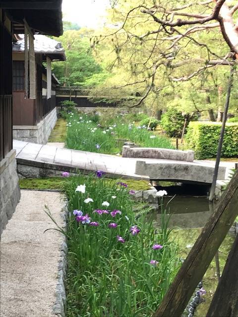 京都の花 南禅寺界隈の数寄屋造りを彩る遅咲き花菖蒲 道すがらの穴場スポット 野村碧雲荘 19年6月4日 エキサイトニュース