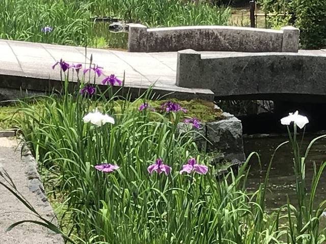 京都の花 南禅寺界隈の数寄屋造りを彩る遅咲き花菖蒲 道すがらの穴場スポット 野村碧雲荘 19年6月4日 エキサイトニュース