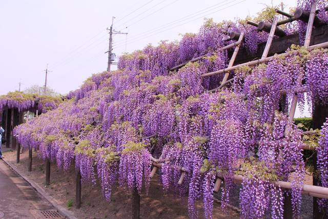 京都イベント 鳥羽の藤 蹴上のつつじ 一般公開が中止に 新型コロナの影響で 年4月15日 エキサイトニュース 2 2
