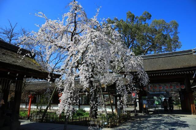 桜の京都 数々の桜が楽しめる 平野神社 桜のライトアップ は会期短縮に 年4月9日 エキサイトニュース