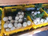 「【京都市場】料理人がこぞって買いに来る京野菜の名産地☆産直野菜がズラリ「里の駅大原」」の画像9