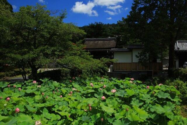 【南禅寺】古都の雅やかな夏の情景。穴場的な蓮池、壮大な三門と水路閣、青もみじ【京都花めぐり】
