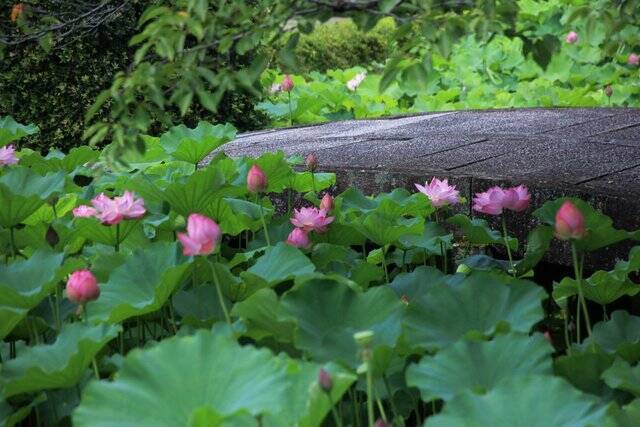 【南禅寺】古都の雅やかな夏の情景。穴場的な蓮池、壮大な三門と水路閣、青もみじ【京都花めぐり】