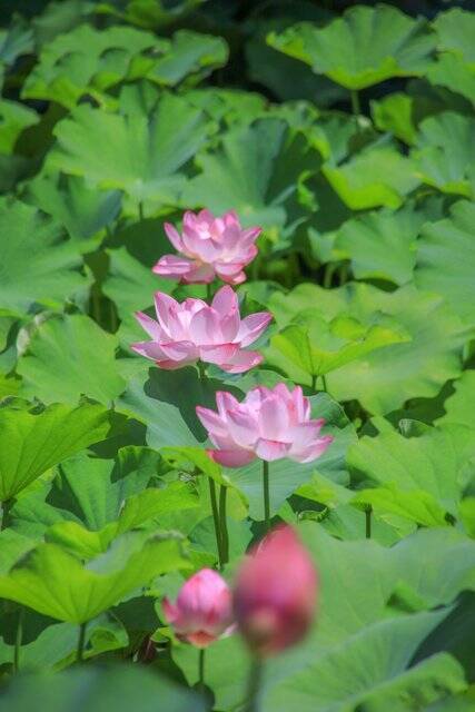 【南禅寺】古都の雅やかな夏の情景。穴場的な蓮池、壮大な三門と水路閣、青もみじ【京都花めぐり】