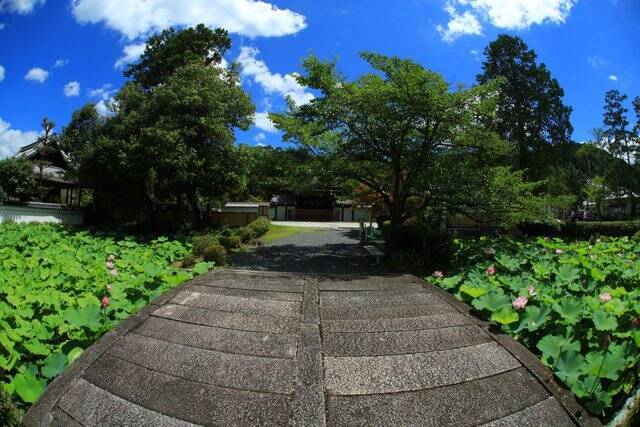 【南禅寺】古都の雅やかな夏の情景。穴場的な蓮池、壮大な三門と水路閣、青もみじ【京都花めぐり】