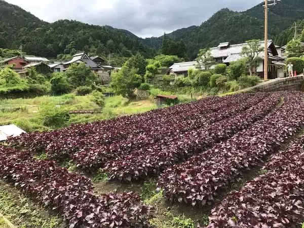 「京都・大原探訪　食の宝庫「大原」で爽やかウォーキング【京の夏の旅】」の画像