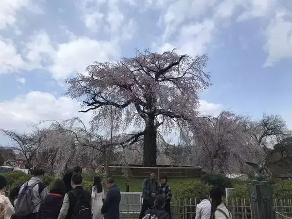「【2019京都桜情報】ワールドワイドな観光スポット祇園の桜パトロール☆八坂神社～円山公園～祇園白川」の画像