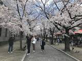 「【2019京都桜情報】ワールドワイドな観光スポット祇園の桜パトロール☆八坂神社～円山公園～祇園白川」の画像14