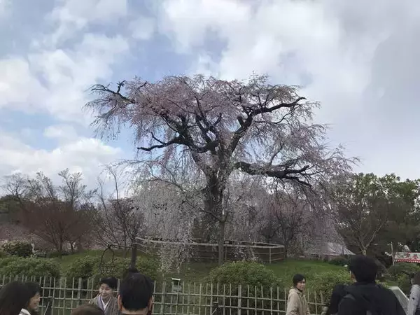 「【2019京都桜情報】ワールドワイドな観光スポット祇園の桜パトロール☆八坂神社～円山公園～祇園白川」の画像