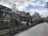 「【2019京都桜情報】ワールドワイドな観光スポット祇園の桜パトロール☆八坂神社～円山公園～祇園白川」の画像12