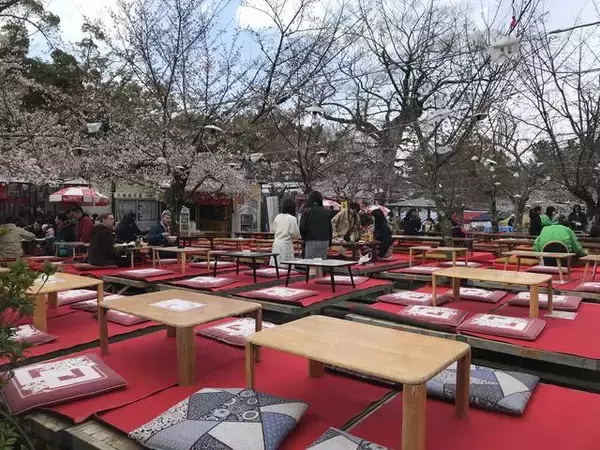 「【2019京都桜情報】ワールドワイドな観光スポット祇園の桜パトロール☆八坂神社～円山公園～祇園白川」の画像