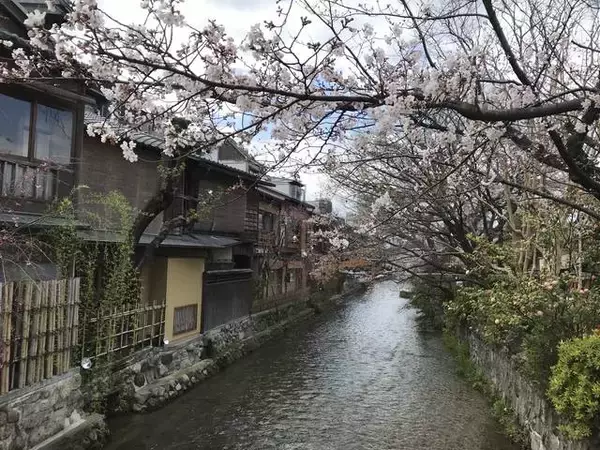 「【2019京都桜情報】ワールドワイドな観光スポット祇園の桜パトロール☆八坂神社～円山公園～祇園白川」の画像