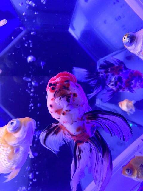 10月14日から世界遺産・二条城に金魚舞う「アートアクアリウム城」スタート