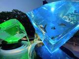 「10月14日から世界遺産・二条城に金魚舞う「アートアクアリウム城」スタート」の画像9