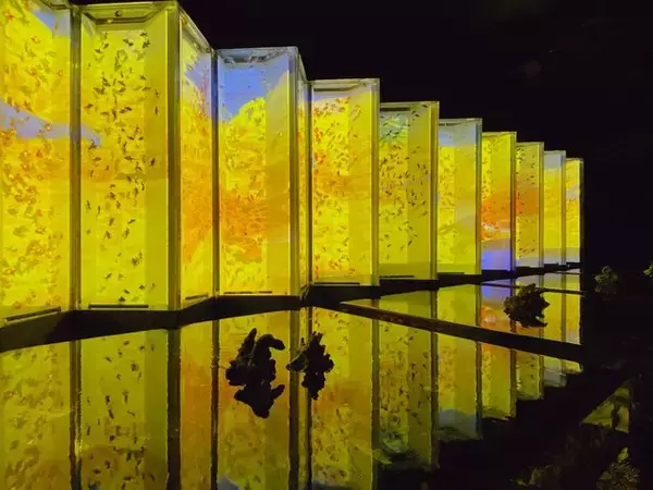 「10月14日から世界遺産・二条城に金魚舞う「アートアクアリウム城」スタート」の画像