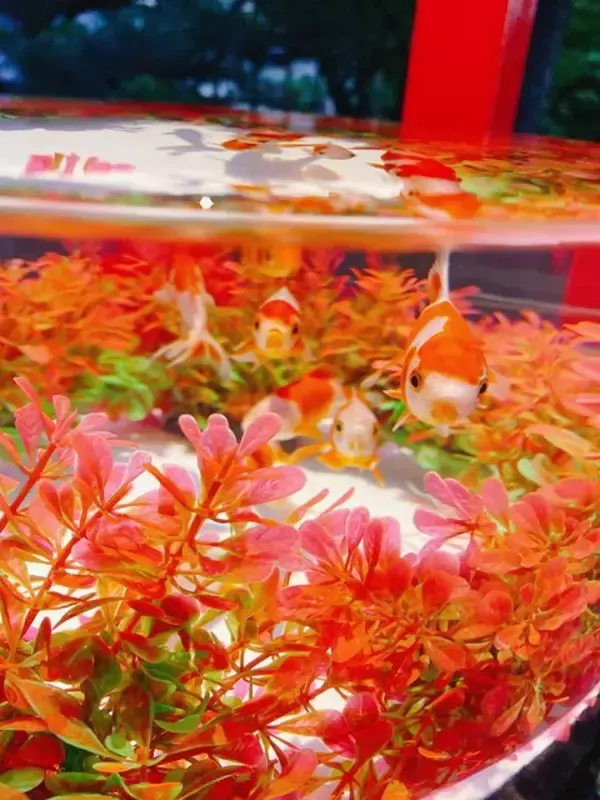 「10月14日から世界遺産・二条城に金魚舞う「アートアクアリウム城」スタート」の画像