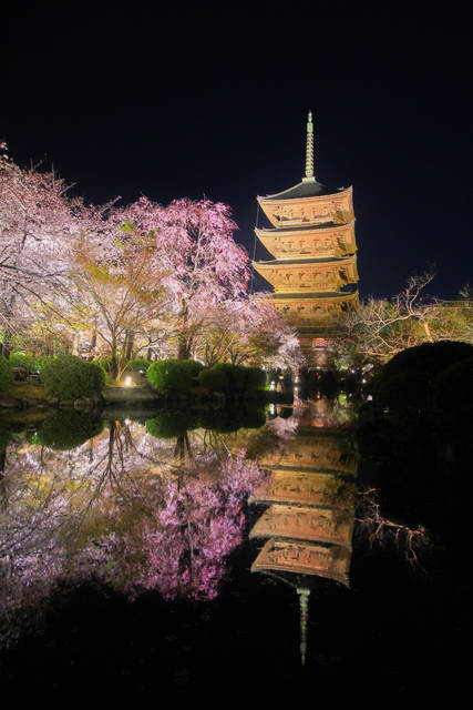 不二桜が咲き誇る 東寺夜桜ライトアップ が会期短縮になりました 京都花めぐり 年4月4日 エキサイトニュース