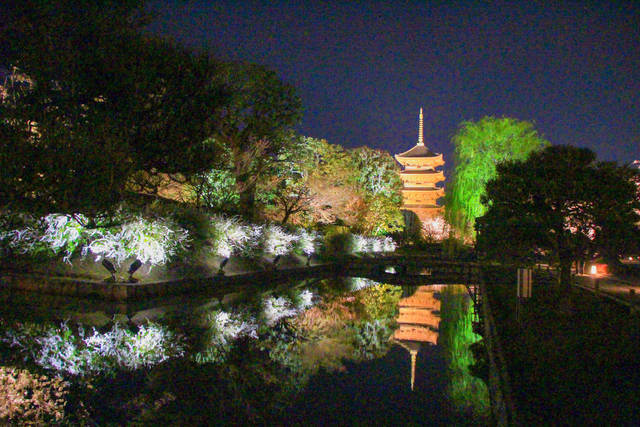 不二桜が咲き誇る 東寺夜桜ライトアップ が会期短縮になりました 京都花めぐり 年4月4日 エキサイトニュース